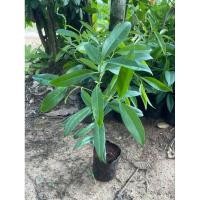 ราคา ต้นชะมวง ชะมวงใต้ พืชทานใบ (29436086825)