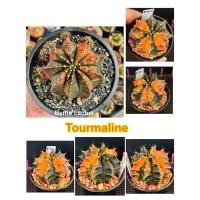 ราคา Tourmaline ยิมโนด่าง แคคตัส กระบองเพชร cactus ต้นแม่จาก เพชรแต้มสี ระยอง (18605432686)