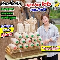 ราคา ก้อนเชื้อเห็ด ดูแลง่าย! นางฟ้านางรมขาว นางฟ้านางรมเทา และนางฟ้าภูฐาน (เลือกชนิดทักแชทเลยนะคะ) (44004273658)