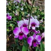 ราคา กล้วยไม้หวายแคระในกระถาง1นิ้วออกดอกเก่งมาก (3951936959)