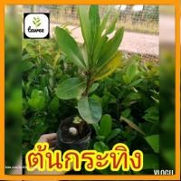 ราคา ต้นกระทิง หรือ ต้นสารภีทะเล (ต้นเล็ก)​ (21174868264)