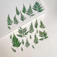 ราคา ดอกไม้แห้ง ใบเฟิร์น ชุบสีเขียว - สำหรับงาน DIY งานเรซิ่นและตกแต่งอื่นๆ (24925011571)