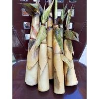 ราคา (3กิโล) หน่อไม้ไร่สด หน่อไร่ (18653181436)