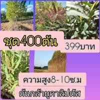 ราคา ต้นกล้ายูคาลิปตัส (เหมาะกับการนำไปแยกลงถุงเพาะ) ชุด 400 ต้น ราคา 399 บาท ความสูงประมาณ 8-10 เซน (53904699160)