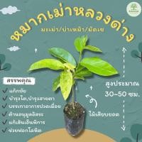 ราคา หมากเม่าด่าง สูง 30-50 ซม. มะเม่าด่าง บ่าเหม้า (18373106152)