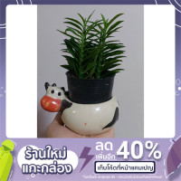 ราคา ต้นบันไดเศรษฐี พร้อมส่ง (10811483108)