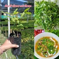 ราคา (ชุด 3 ถุง)ต้นผักหวานป่าสีทอง+พี่เลี้ยงต้นลำไย 1 ถุงจะมีผักหวาน 2 ต้น ปลูกพร้อมพืชพี่เลี้ยงโอกาสรอดสูงมาก (54406282767)