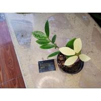 ราคา กวักมรกตด่าง ไม้มงคล ไม้ด่าง (12376585741)