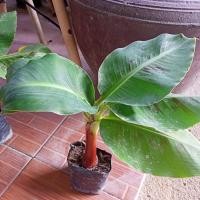 ราคา กล้วยหอมแคระต้นเตี้ย (14398051687)