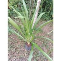 ราคา ต้นพันธุ์ จันผา ต้นใหญ่ ถุงดำพร้อมปลูก 99 บาท จันทร์ผา ต้นจันผา เป็นไม้มงคล (42077385523)