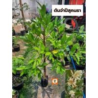 ราคา ต้นจำปีสุคนธา จำปีสุคนธา (28476357651)