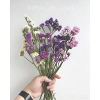 ราคา ดอกไม้แห้งสแตติสคละสี (6446249436)