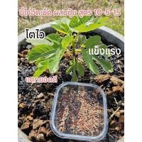ราคา ปุ๋ยอินทรีย์+เคมี สูตร 10-5-15 ปุ๋ยขี้ไก่ ขี้ไก่อัดเม็ด ผสมปุ๋ยเคมี ปุ๋ยพื้นฐาน ปุ๋ยมะเดื่อ มะเดื่อฝรั่ง (46002738775)