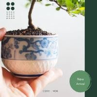 ราคา บอนไซต้นแผ่บารมี หรือ หูกระจงแคระ ไม้มงคลหายาก ในกระถางเซรามิค Japanese design (9978504985)