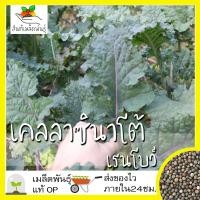 ราคา เมล็ดพันธุ์ เคลลาซินาโต้ เรนโบว์ 100 เมล็ด Lacinato Rainbow Kale เมล็ดพันธุ์แท้ นำเข้าจากต่างประเทศ ปลูกง่าย โตไว พืชผัก (6979666968)