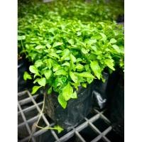 ราคา วอเตอร์เครสเขียว Green Watercress ผักสลัดน้ำ ผักสวนครัว ผักปลอดสารพิษ (27467163471)