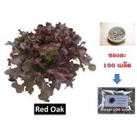 ราคา เมล็ดพันธุ์ผักสลัด นำเข้าจากต่างประเทศ Red Oak (เรด โอ๊ค) ชนิดเคลือบ 100 เมล็ด (6715534886)