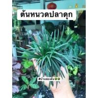 ราคา ต้นหนวดปลาดุก ในกระถาง 3” สำหรับจัดสวนซื้อต้นไม้จากร้านบ้านสองต้น แถมฟรีกาบมะพร้าวสับ1 ถุง (16967992538)