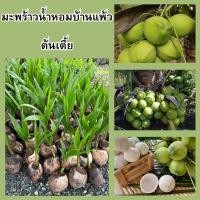 ราคา มะพร้าวน้ำหอมบ้านแพ้ว(ต้นเตี้ย) เนื้อเหนียวกินอร่อย น้ำหวานหอม ความสูง 45-50 ซม. (23054166556)