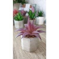 ราคา ต้นไม้ปลอม กระบองเพชร ต้นไม้ประดิษฐ์ พร้อมกระถางปูน (6594286421)