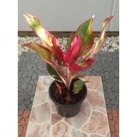 ราคา ต้นแสงเงินแสงทอง ต้นแก้วกาญจนา แสงเงินแสงทอง ต้นแก้วกาญจนา ต้นรวยล้นฟ้า รวยล้นฟ้า อโกลนีมา Aglaonema ไม้มงคล ไม้ประดับ (13327688891)