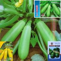 ราคา เมล็ดซูกินี 10-25 เมล็ด ซูกินีลูกกลม สายพันธุ์ OP/F1 ****ศึกษาวิธีปลูกได้รายละเอียดสินค้า**** (3568518539)