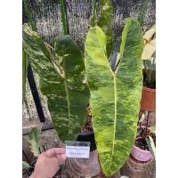 ราคา ฟิโลเดนดรอนก้านส้มด่าง Philodendron Billietiae Variegated (16447797007)