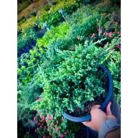 ราคา Juniperus Procumbens ต้นสนเลื้อย สนเลื้อยแคระ ต้นสนทำบอนไซ (26423947149)