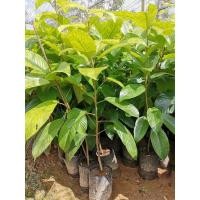 ราคา ต้นกล้าละไม(เสียบยอด)​ (5850237218)