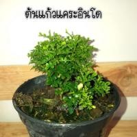 ราคา ต้นแก้วแคระมหามงคล ดอกสีขาว มีกลิ่นหอม กระถาง 6 นิ้ว (5018179446)