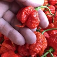ราคา พริกเผ็ดดด!!!ที่สุดในโลกcarolina reaperถูกที่สุด25บ.carolina reaper 100 เมล็ดปลูกง่าย ☘️ขึ้นไว เผ็ดที่สุด (47553199047)
