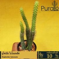 ราคา ต้นยูโฟร์เบีย ยูโฟเบีย เซคคูเนียนซีส Euphorbia Sekukuniensis R.A.Dyer #Euphorbia #ไม้โขด #cactus (25729828418)