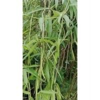 ราคา กระพังโหม/ตดหมูตดหมา ออแกนิคบดผง บรรจุ25กรัม (55651963037)