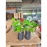 ราคา ชุด 2 ต้น ต้นเพกาเตี้ย ต้นพันธุ์สูง 15 เซนขึ้น ต้นพร้อมปลูก พร้อมส่ง จ้า (42518031362)