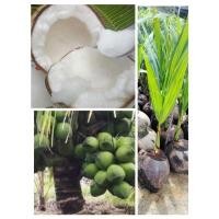 ราคา ต้นมะพร้าวกะทิ พันธุ์กะทิแท้ ต้นเตี้ย เนื้อหนาหอมหวานนุ่มฟู ต้นพร้อมปลูก (26354528261)