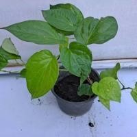 ราคา พลู ต้นพลู พลูใช้กินกับหมาก​ ต้นสมุนไพร สมุนไพรหายาก พันธุ์ไม้หายาก (8973668098)