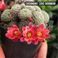 ราคา รีบูเทีย ฮอฟแมนนีอาย Rebutia Huffmannii กระถางใหญ่ แคคตัส รีบูเทีย (11300324138)