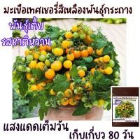 ราคา เมล็ดปลูกต่อได้ บรรจุ 15เมล็ด มะเขือเทศเชอรี่สีเหลืองพันธุ์เตี้ย พันธุ์กระถาง (15177010049)