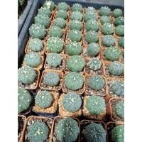 ราคา Astrophytum asterias (แอสโตรไฟตัม แอสทีเรียส) เป็นแคคตัสสกุล แอสโตรไฟตัม (Genus Astrophytum) 1ขุดมี2กระถาง150บาท (9720870584)