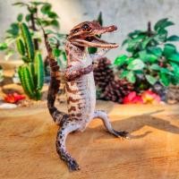 ราคา จระเข้สต๊าฟ โมเดลจระเข้ (5280993130)