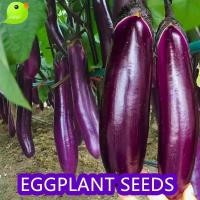 ราคา เมล็ดพันธุ์มะเขือยาว ประมาณ 100เมล็ด Purple Eggplant Seed Organic Vegetable Seeds for Planting เมล็ดมะเขือยาวสีม่วง มะเข (25483312760)