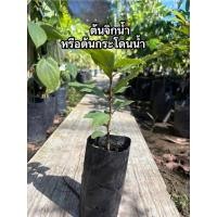 ราคา ต้นจิกน้ำหรือต้นกระโดนน้ำ (55455365999)