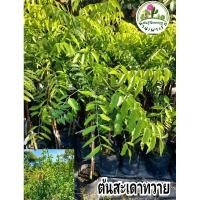 ราคา ต้นสะเดามันทวาย สะเดาทวาย (19144378650)