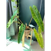 ราคา ฟิโลเดนดรอนก้านส้ม Philodendron billietiae (13354284133)