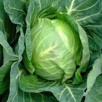 ราคา 300 เมล็ด เมล็ดพันธุ์ กะหล่ำปลี กะหล่ำใบ กะหล่ำปลีเขียว Cabbage Seeds สายพันธุ์ กะหล่ำปลี โดริ (43072918470)