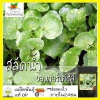 ราคา เมล็ดพันธุ์ วอเตอร์เครส สลัดน้ำ 500 เมล็ด Watercress Seed เมล็ดพันธุ์แท้ นำเข้าจากต่างประเทศ ปลูกผัก สวนครัว ถูกดี (4054381920)