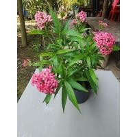 ราคา เข็มชมพูนุช (Panama Rose) ไม้พุ่มประดับสวน ดอกสีชมพูบานเย็น (27382529763)