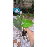 ราคา บอนดำกลายBlackmagicกลาย (19234468677)