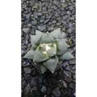 ราคา Ariocarpus retusus / อริโอคาปัส รีทูซัส (40777500469)
