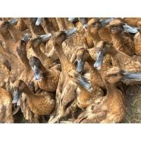 ราคา ไข่เชื้อเป็ดไข่สำหรับฟักสายพันธุ์กากีแคมเบลล์ (14949853086)